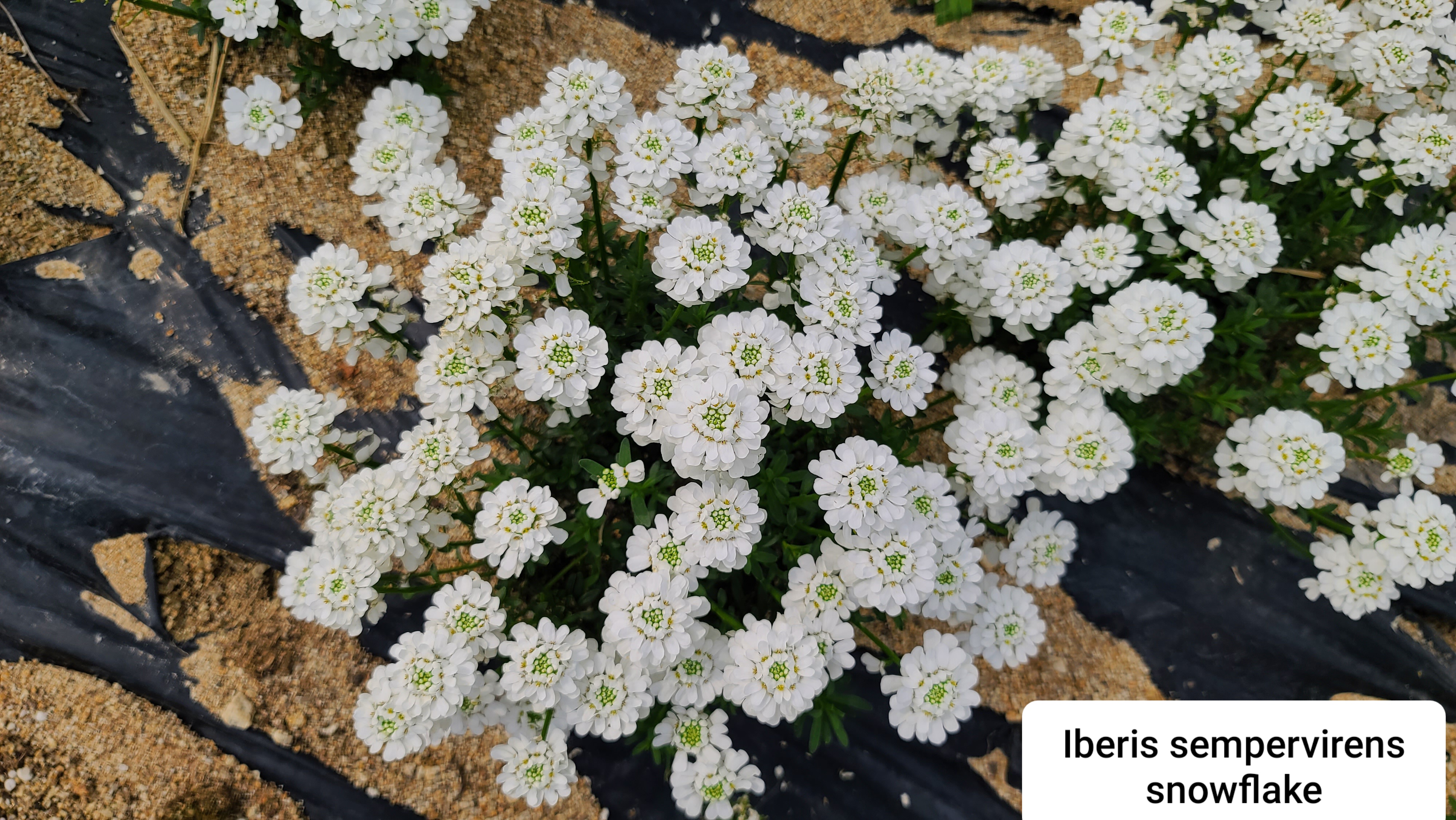 Iberis sempervirens 'Snowflake'